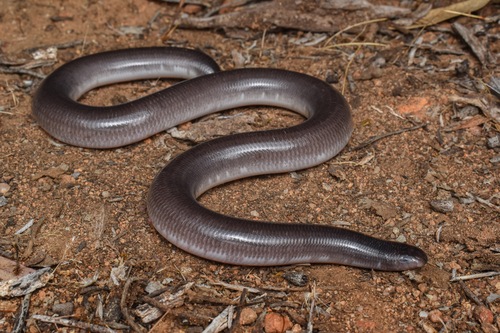 Rotund Blind Snake sighting