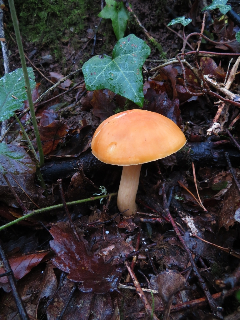 Cuphophyllus pratensis · December 2025 · photo: © mycototor (iNaturalist, cc-by)