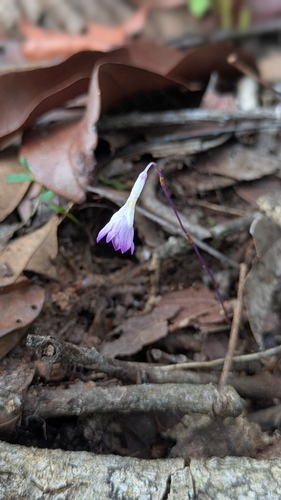 Nodding nixie (Apteria aphylla)
