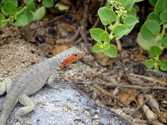 Microlophus barringtonensis