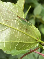 Cephalophlugis cephalotes