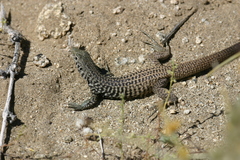 Aspidoscelis tigris tigris