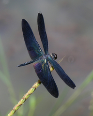 Rhyothemis plutonia