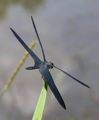 Rhyothemis plutonia