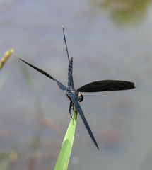 Rhyothemis plutonia