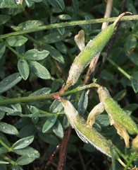 Astragalus neokarelinianus
