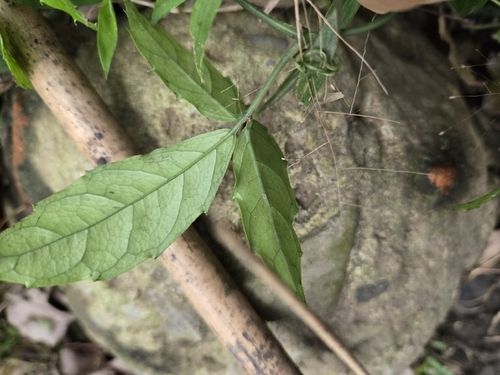 Tetrastigma hemsleyanum, photograph 6