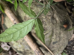 Tetrastigma hemsleyanum, photograph (c) 賴碧珠, some rights reserved (CC BY)