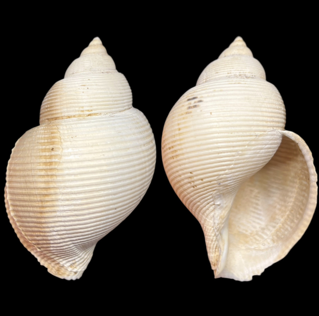 Oocorys