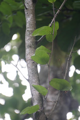 Passiflora laurifolia