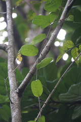 Passiflora laurifolia