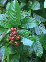 Tetracera indica