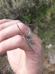 Tetanorhynchini