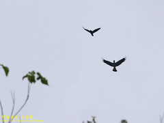 Anorrhinus galeritus