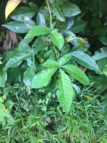 Vitex pinnata