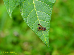 Ropalidia sumatrae