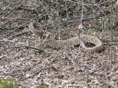 Crotalus durissus terrificus