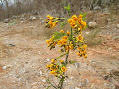 Platymiscium pinnatum