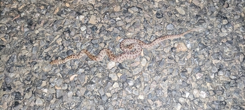 Children's Python sighting