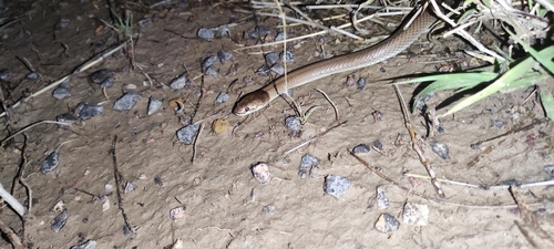 Curl Snake sighting