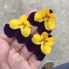 Viola × wittrockiana