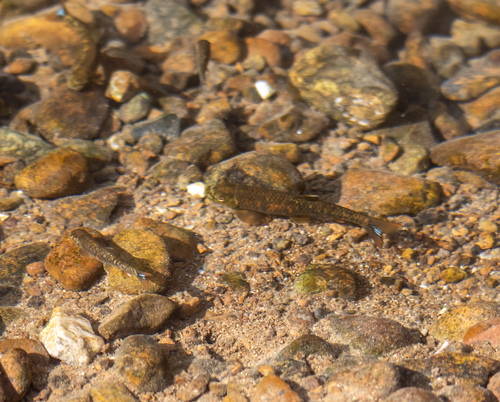 Oman-garra (Garra barreimiae) — Cyprinidae — 3