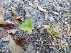 Ranunculus carolinianus