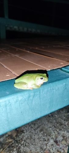 Green Tree Frog