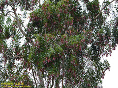 Dipterocarpaceae