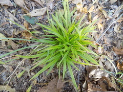 Dichanthelium laxiflorum