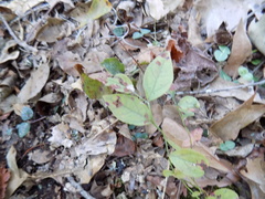 Vaccinium tenellum