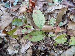 Vaccinium tenellum