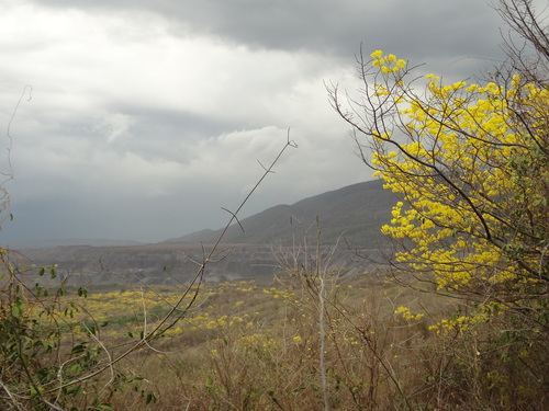 Handroanthus billbergii (Bureau & K.Schum.) S.O.Grose