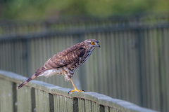 Accipiter virgatus