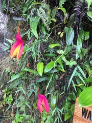 Masdevallia veitchiana