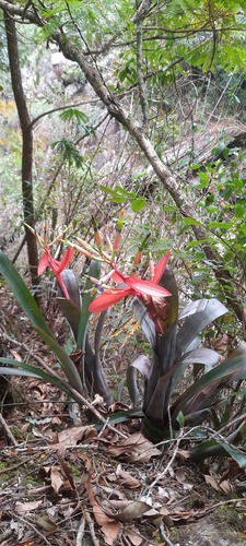 Billbergia elegans