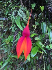Masdevallia veitchiana