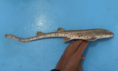 Slender bambooshark (Chiloscyllium indicum) — Hemiscylliidae — 2