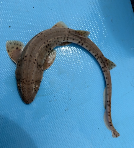 Slender bambooshark (Chiloscyllium indicum) — Hemiscylliidae — 3