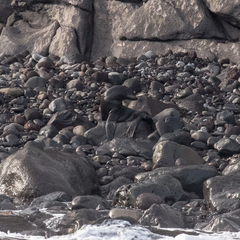 Arctocephalus townsendi