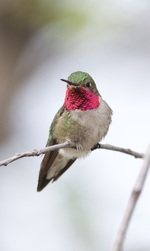 Broad-tailed Hummingbird photographed in South Dakota