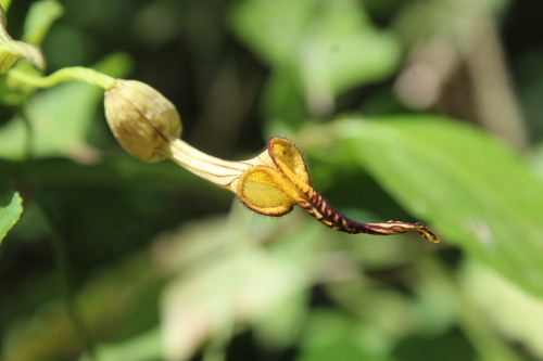 Aristolochia anguicida, 2025-12-17