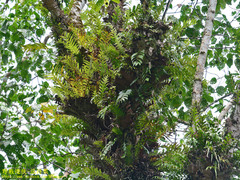 Drynarioideae