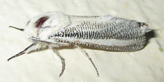 Azygophleps