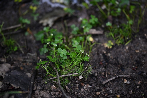 Three-lobed Crowfoot (Ranunculus tripartitus)