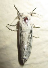Azygophleps