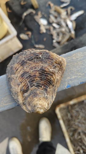 Ostrea denselamellosa observed 2025-12-18
