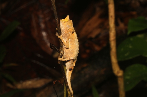 Marojejy Leaf Chameleon, Brookesia griveaudi
