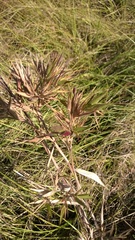 Dichanthelium scoparium