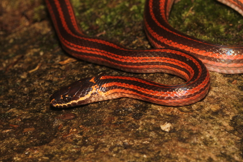 Three-striped Ground Snake